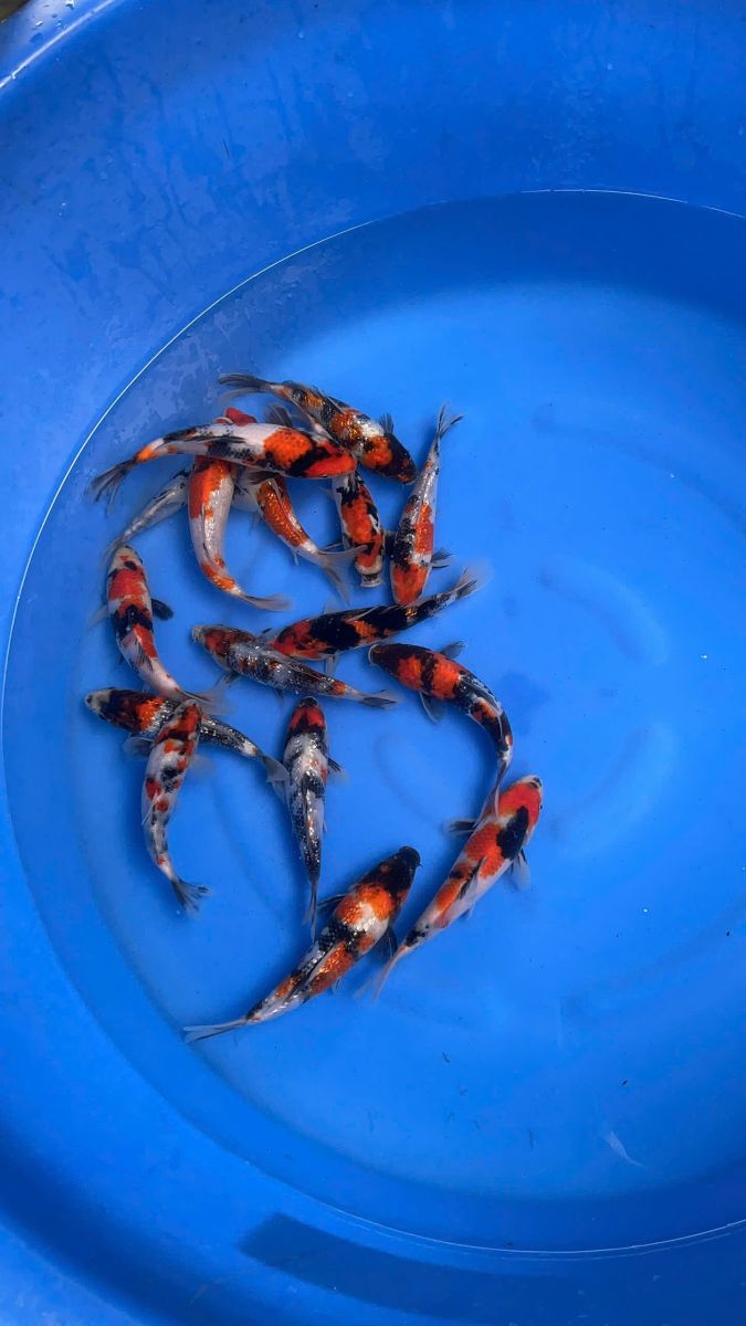 cá Koi Showa