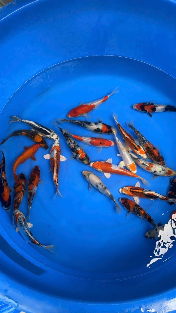 cá koi siêu đẹp