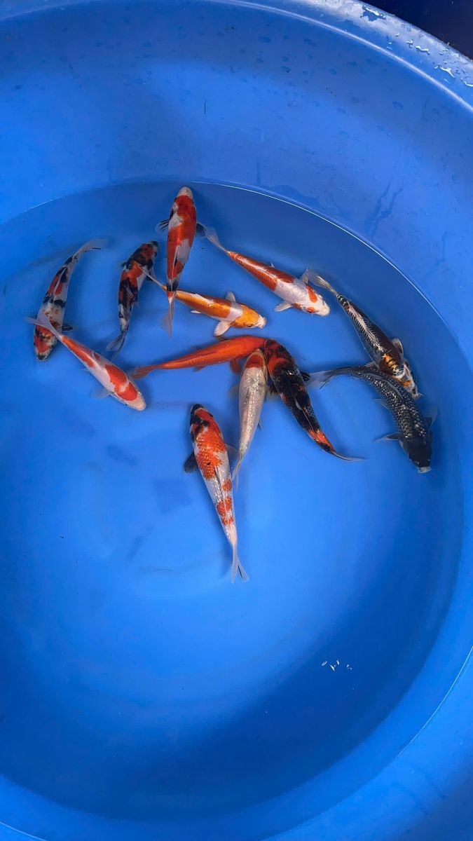 Các loại cá koi phổ biến và được yêu thích tại cá koi quận 8