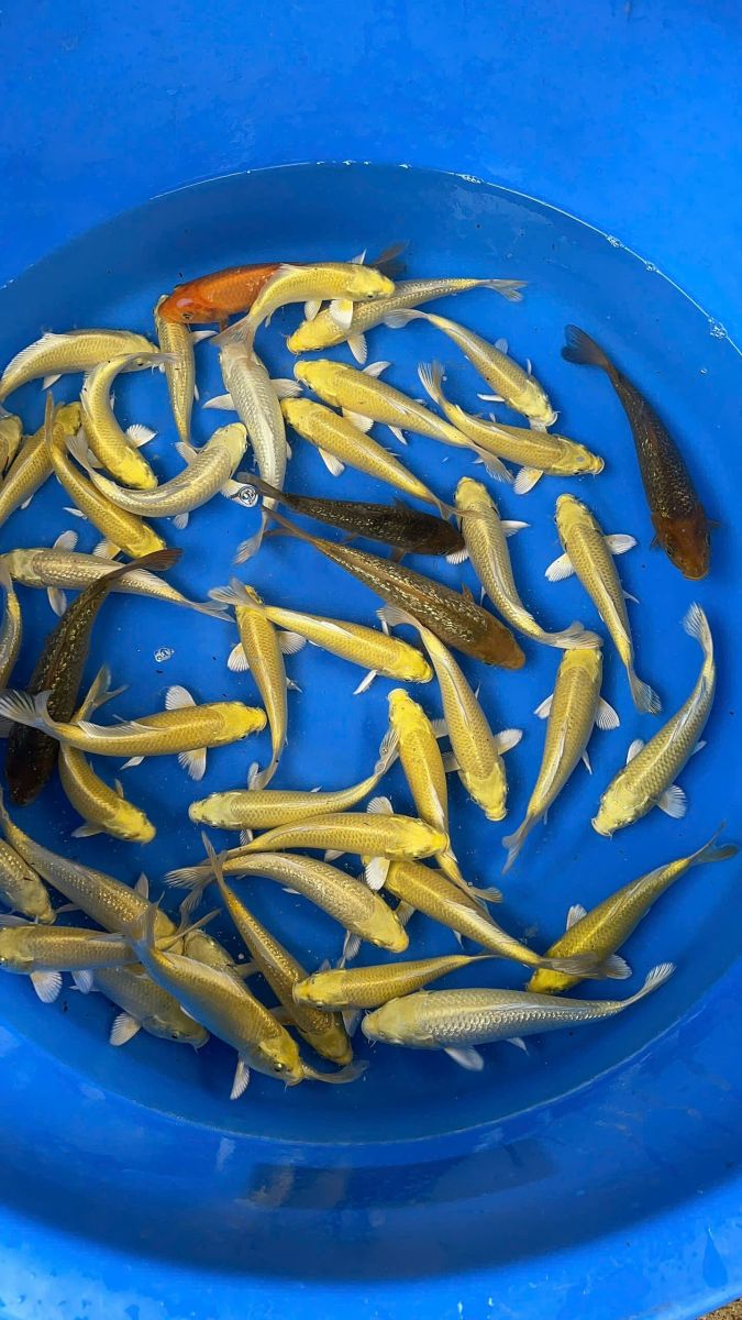 Địa điểm mua cá Koi uy tín tại Quận 7