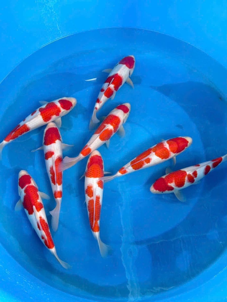 cá koi