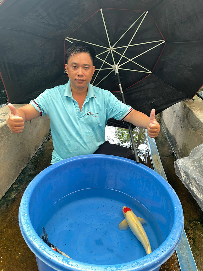 cá Koi Nhật