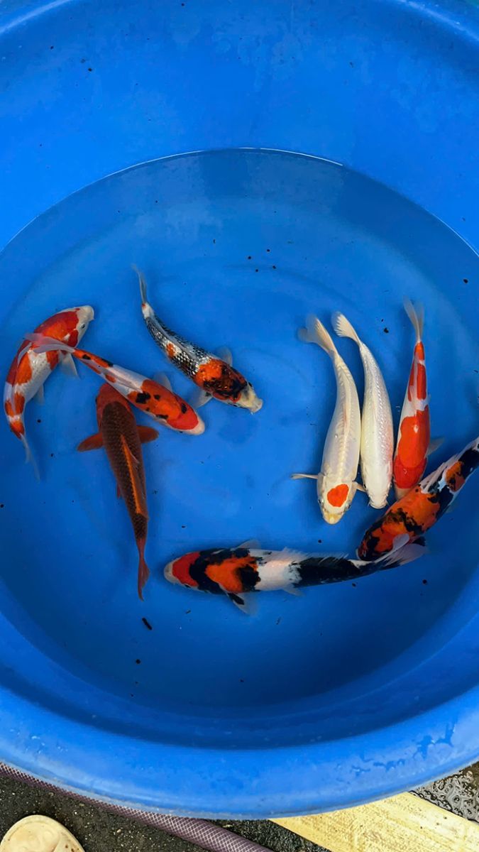 cá Koi Nhật