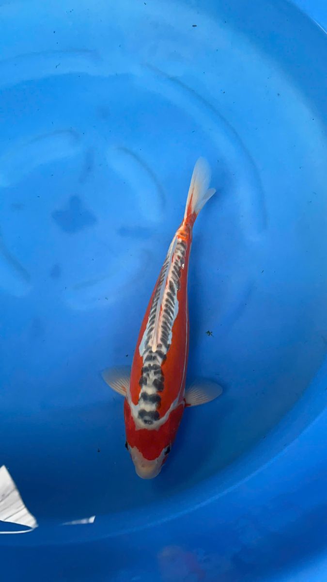cá Koi Nhật