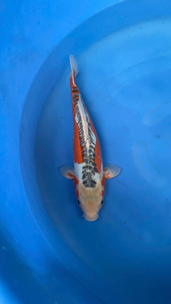 cá Koi Nhật