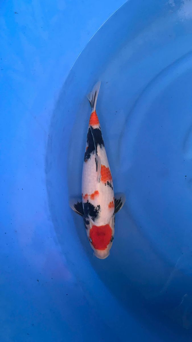cá Koi Nhật