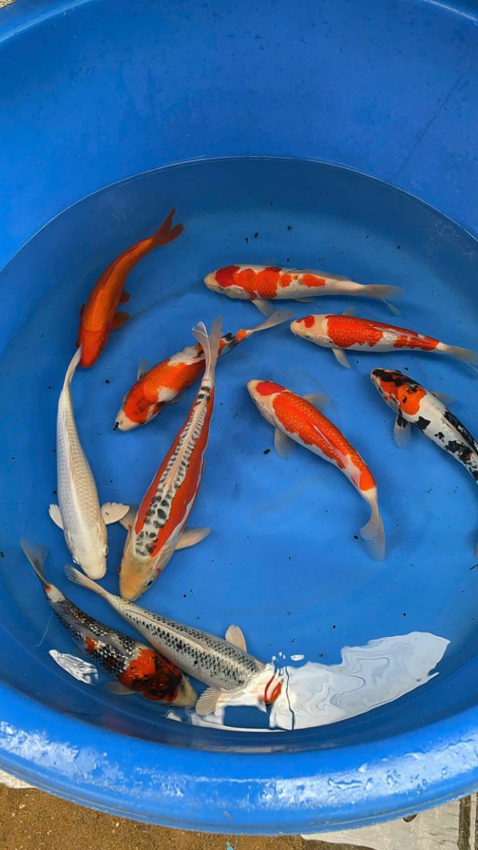 cá Koi Nhật