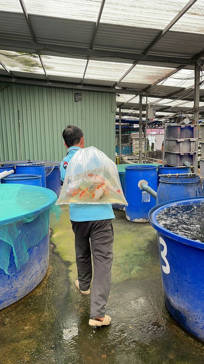 cá Koi Nhật