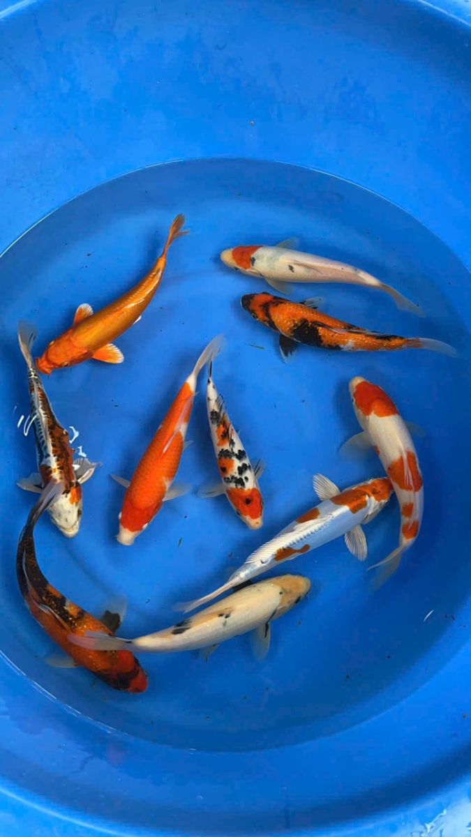 cá koi hải phòng