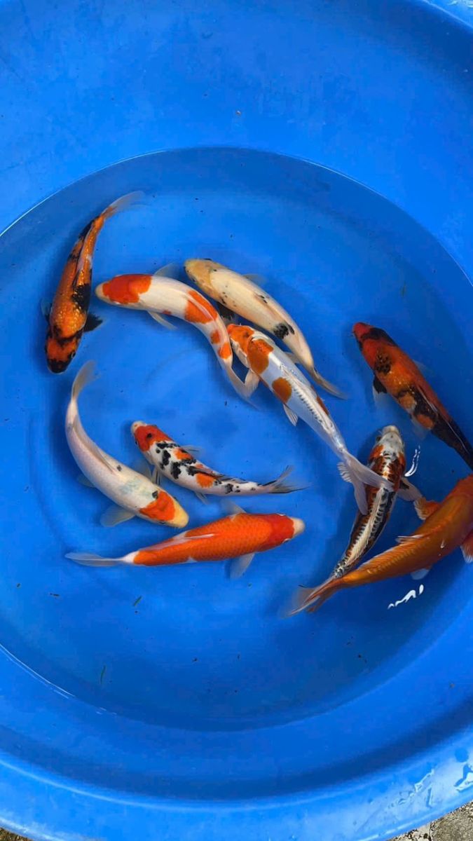 cá koi hải phòng