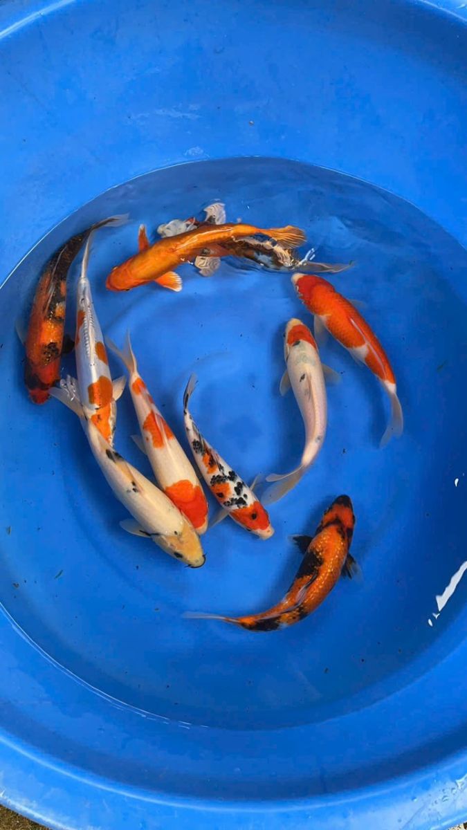 cá koi hải phòng