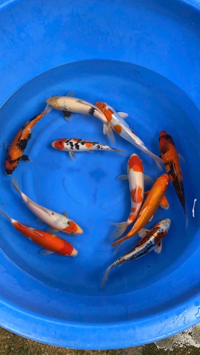 cá koi hải phòng
