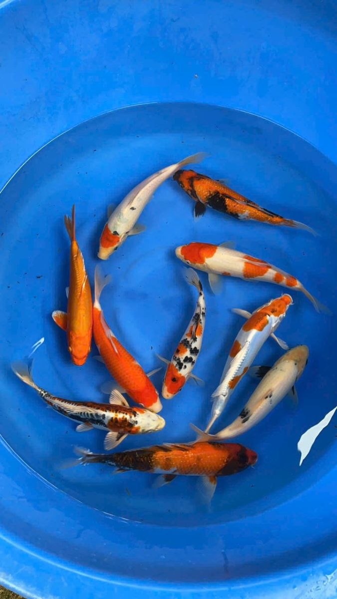 cá koi hải phòng