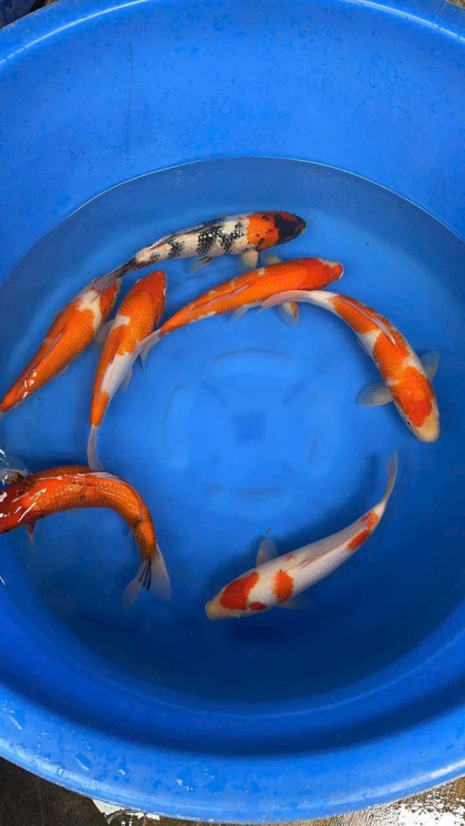 cá Koi Đồng Tháp