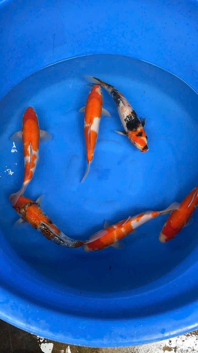 cá Koi Đồng Tháp