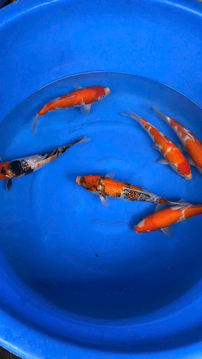 cá koi cần thơ