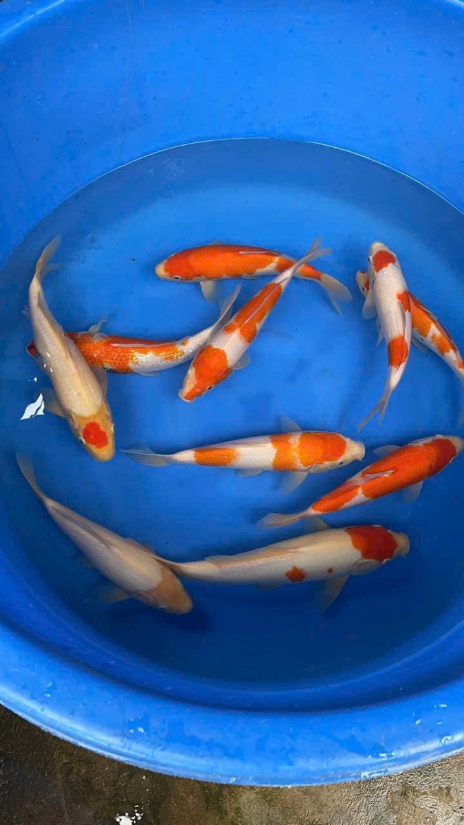 cá Koi Đồng Tháp