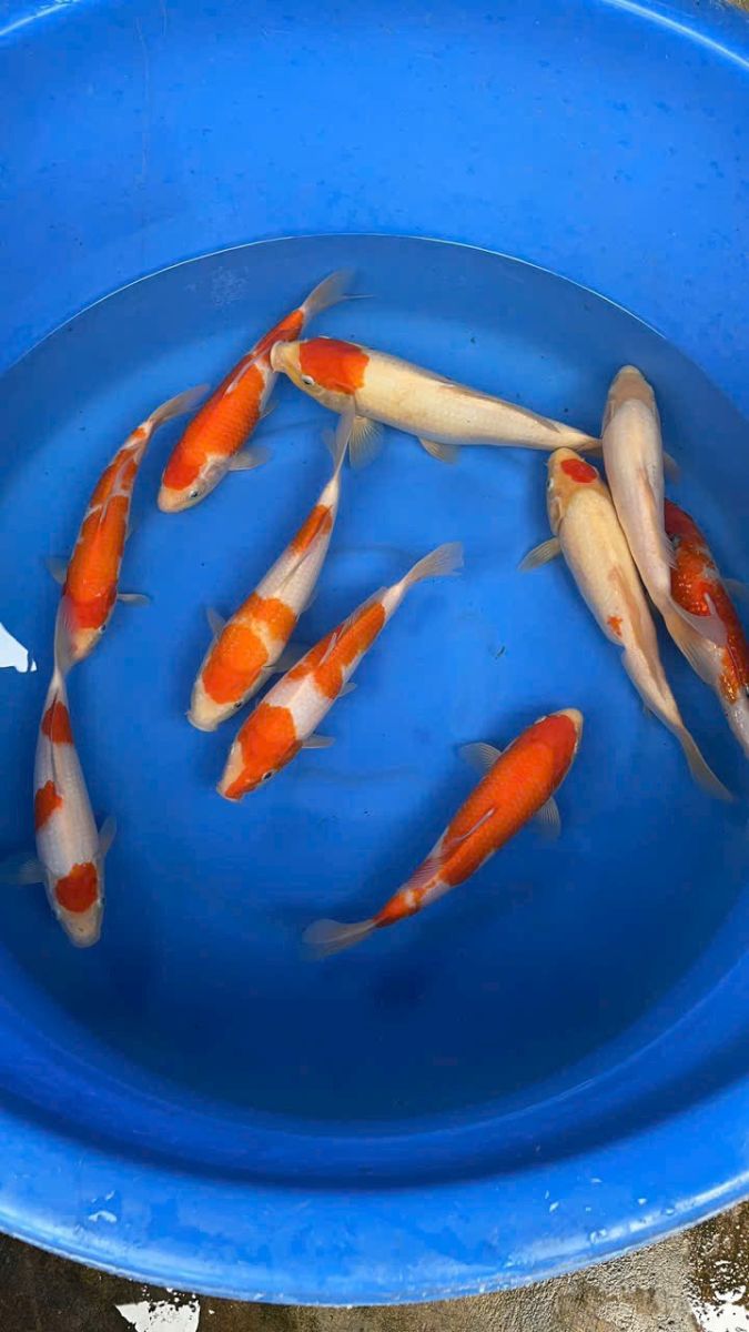 cá Koi Đồng Tháp