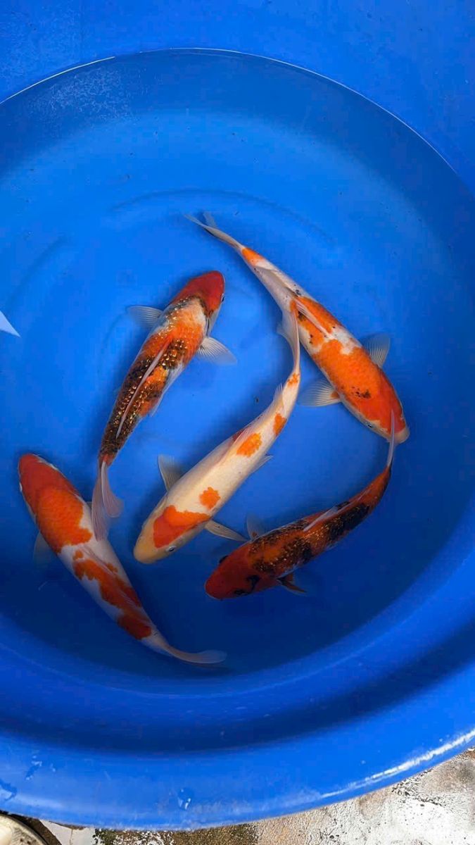 cá Koi Tiền Giang