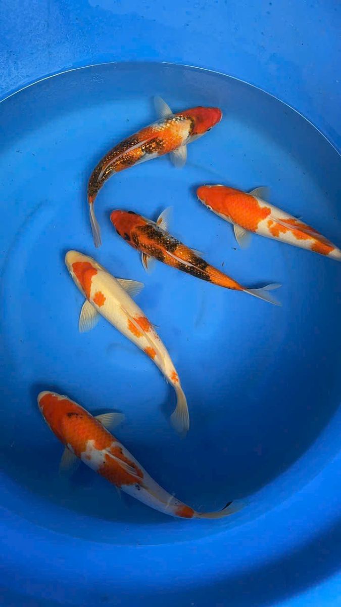 cá Koi Tiền Giang