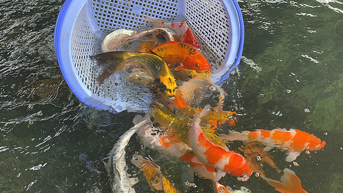 cá koi nhật sài gòn