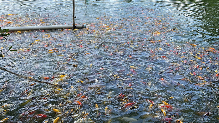 cá koi nhật sài gòn