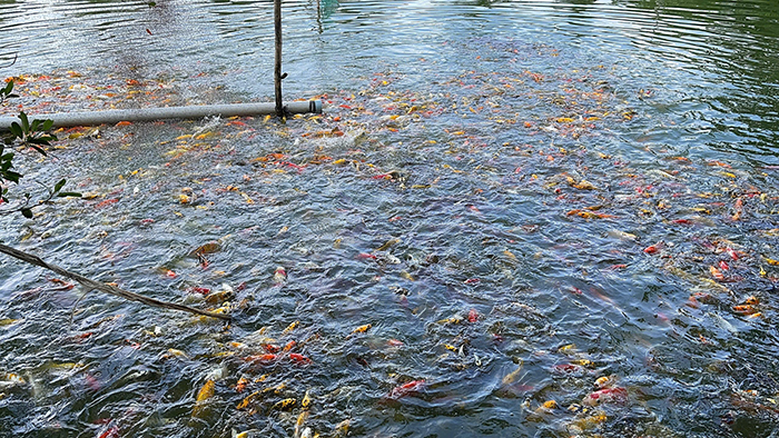 cá koi nhật sài gòn