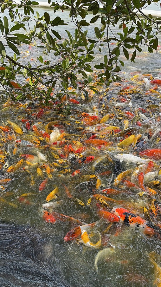 cá koi nhật sài gòn