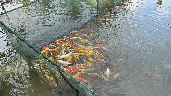 cá koi nhật sài gòn