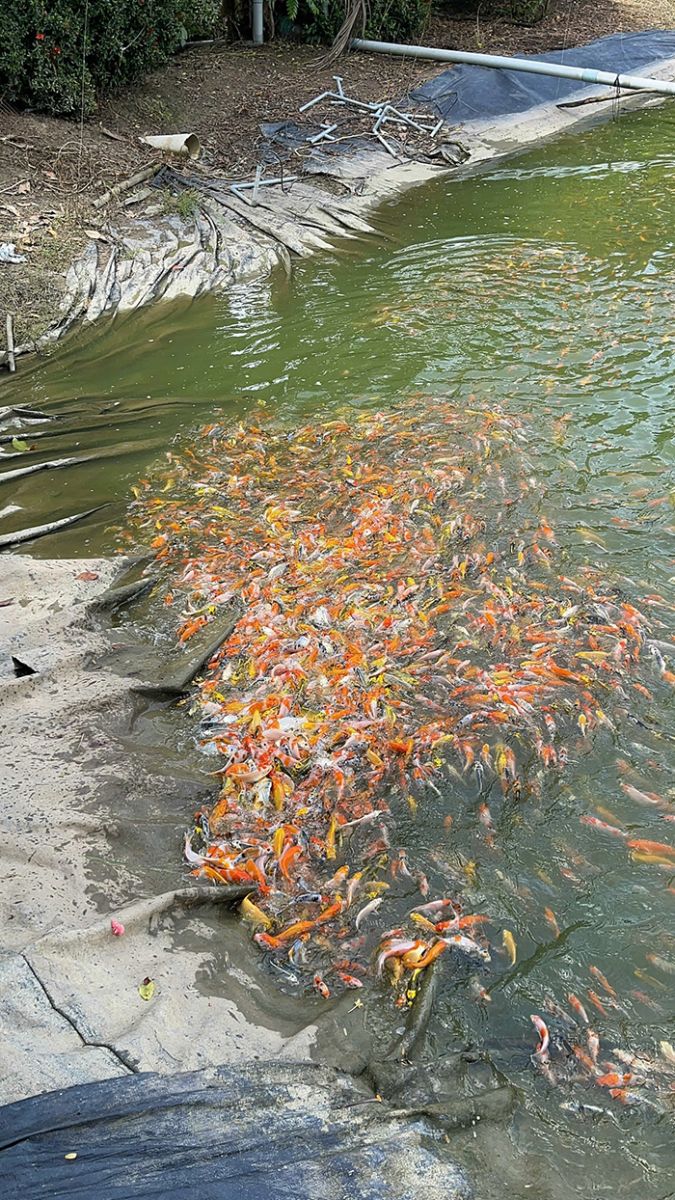 cá koi nhật sài gòn