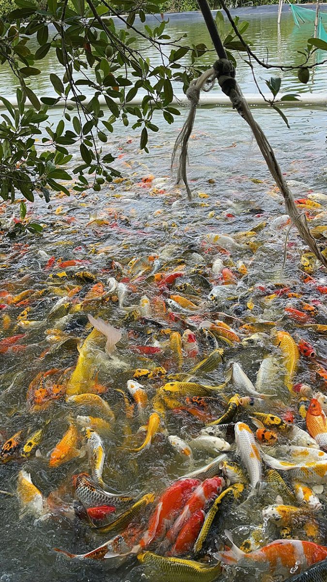 cá koi nhật sài gòn