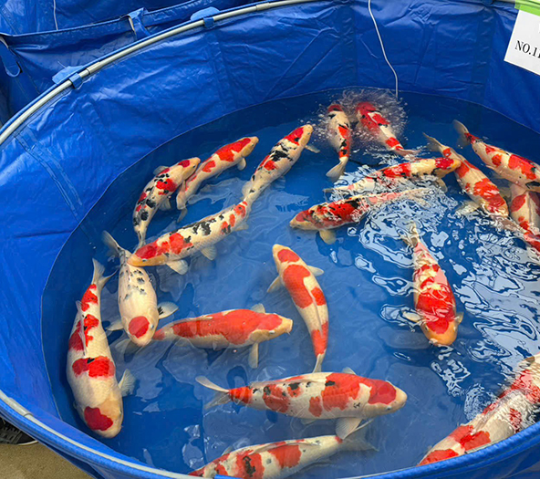 cá koi nhật sài gòn