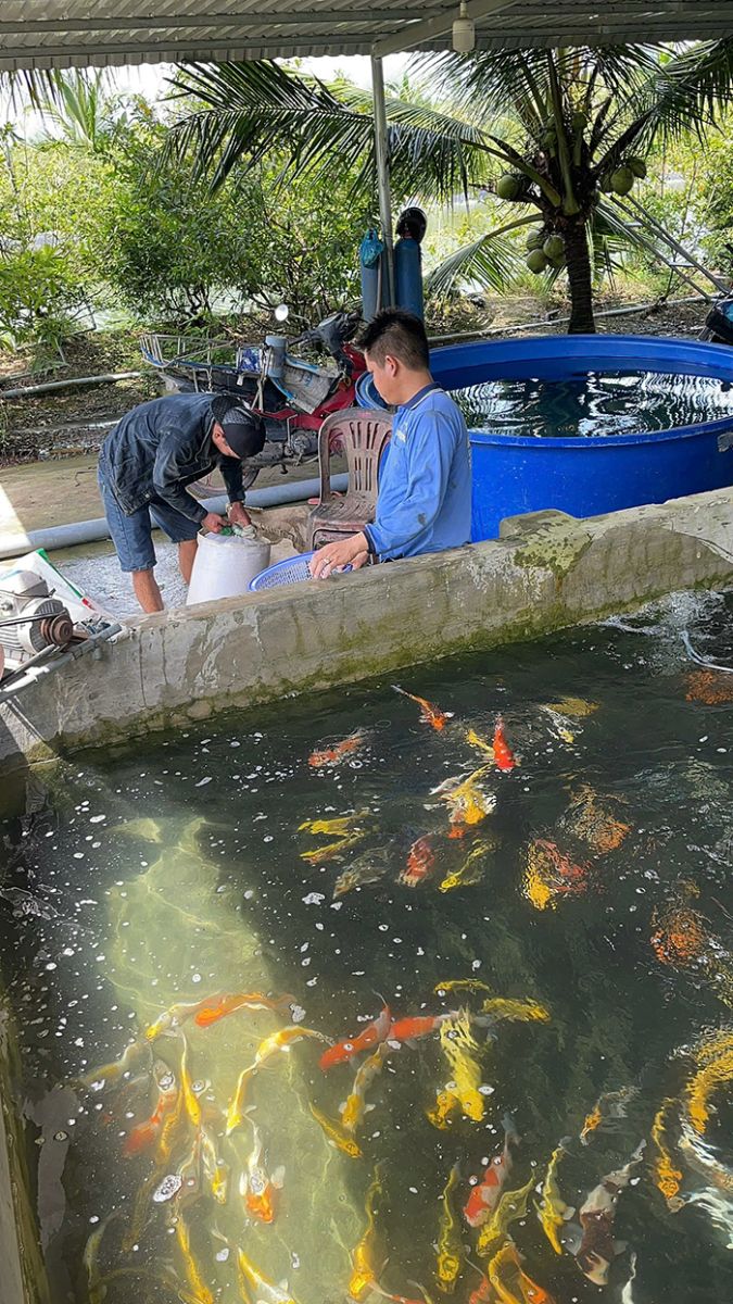 cá koi nhật sài gòn