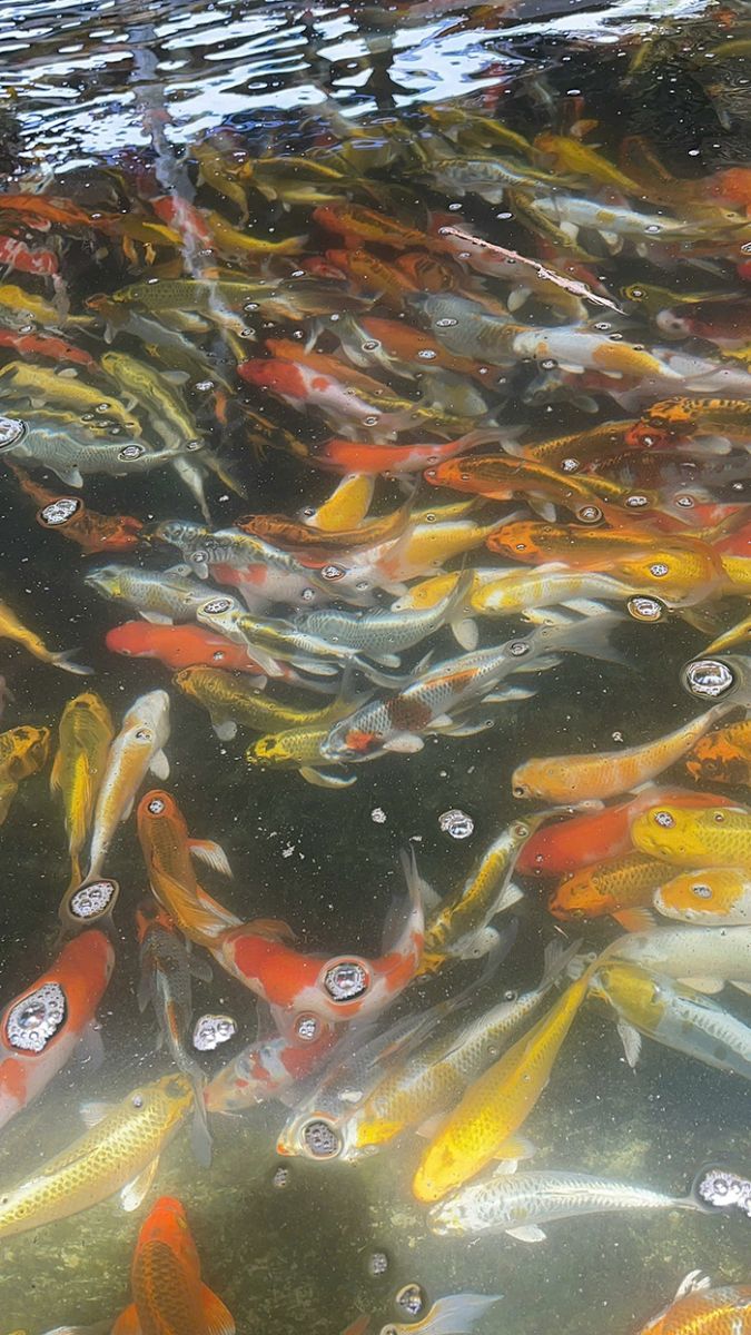 cá koi nhật sài gòn