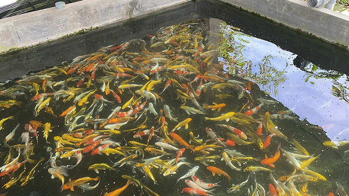 cá koi nhật sài gòn