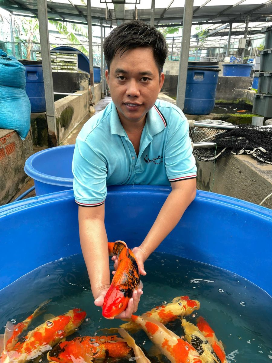 cá koi nhật