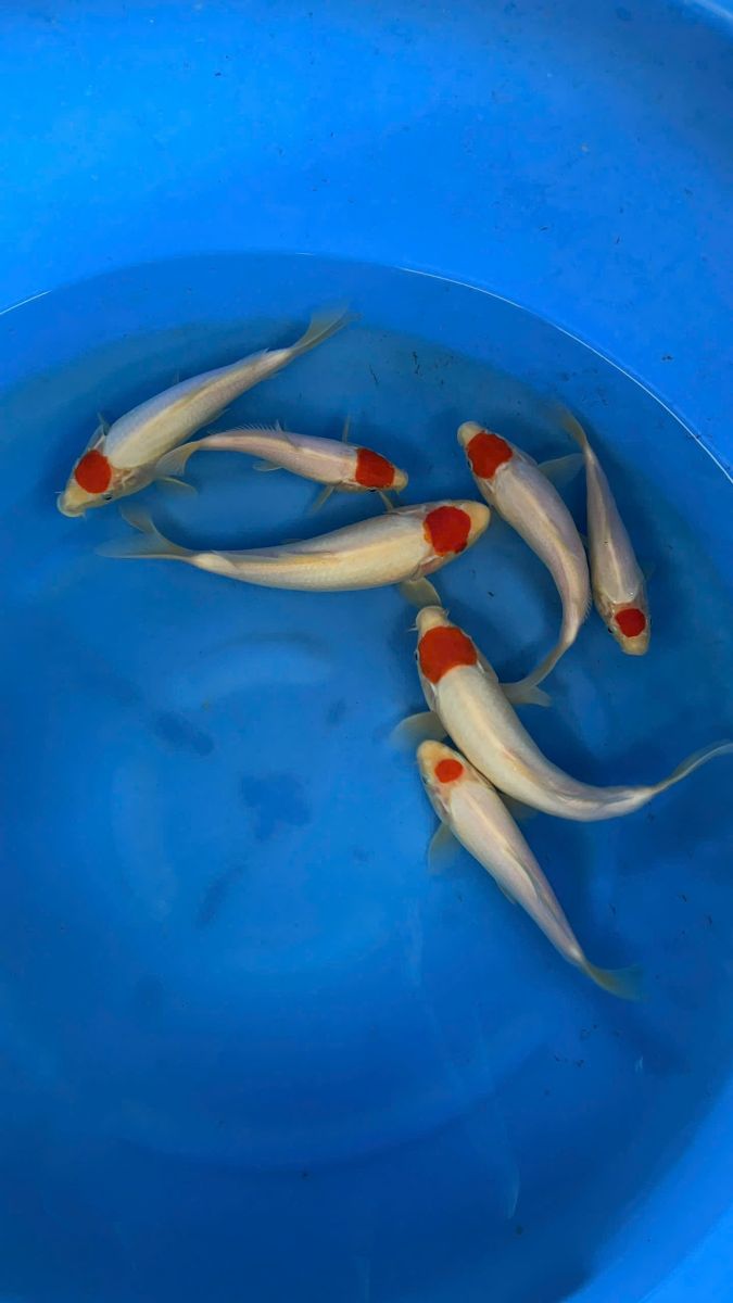 cá koi sài gòn