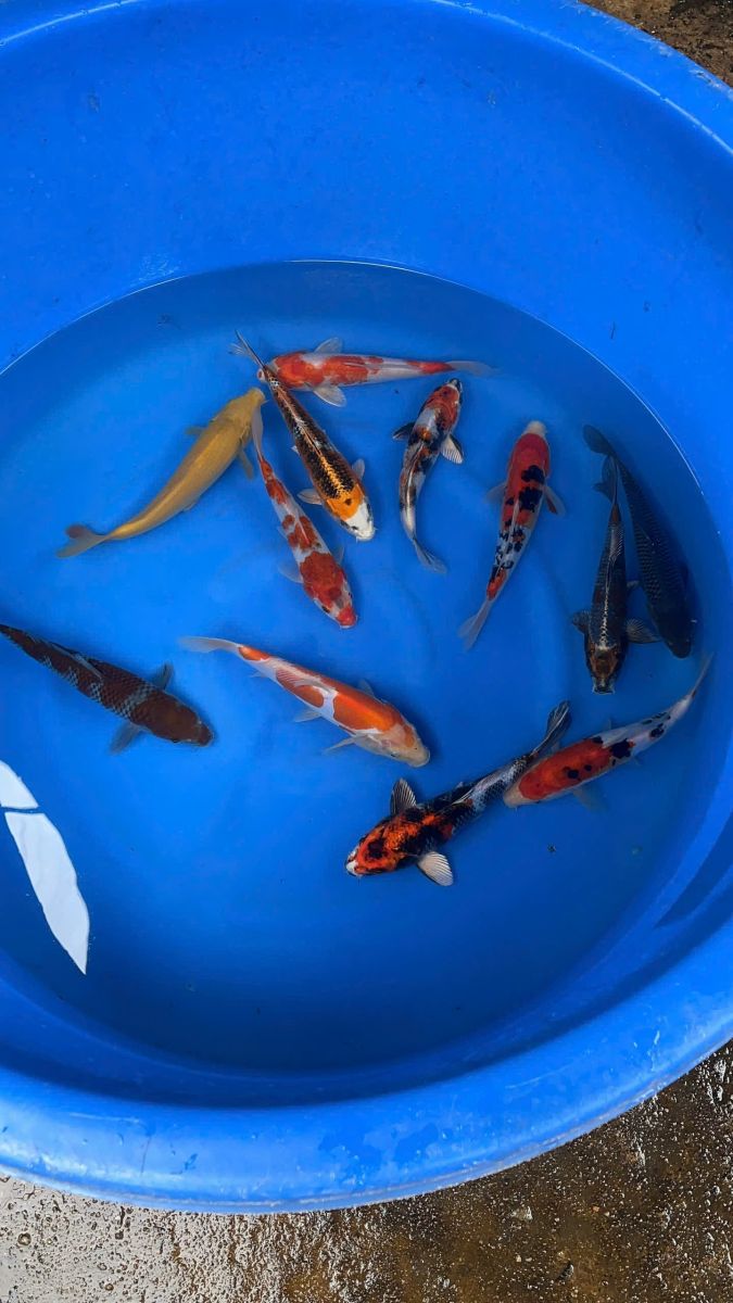 cá koi sài gòn
