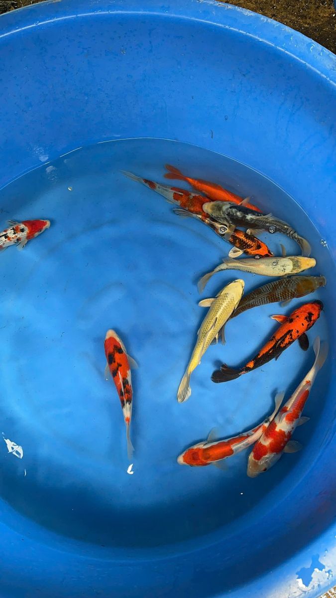 cá koi sài gòn