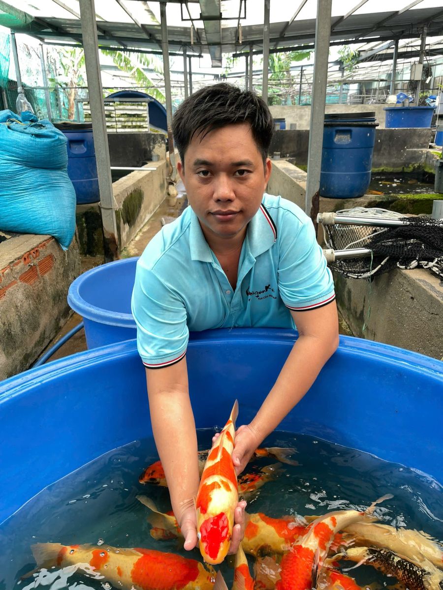 cá koi nhật