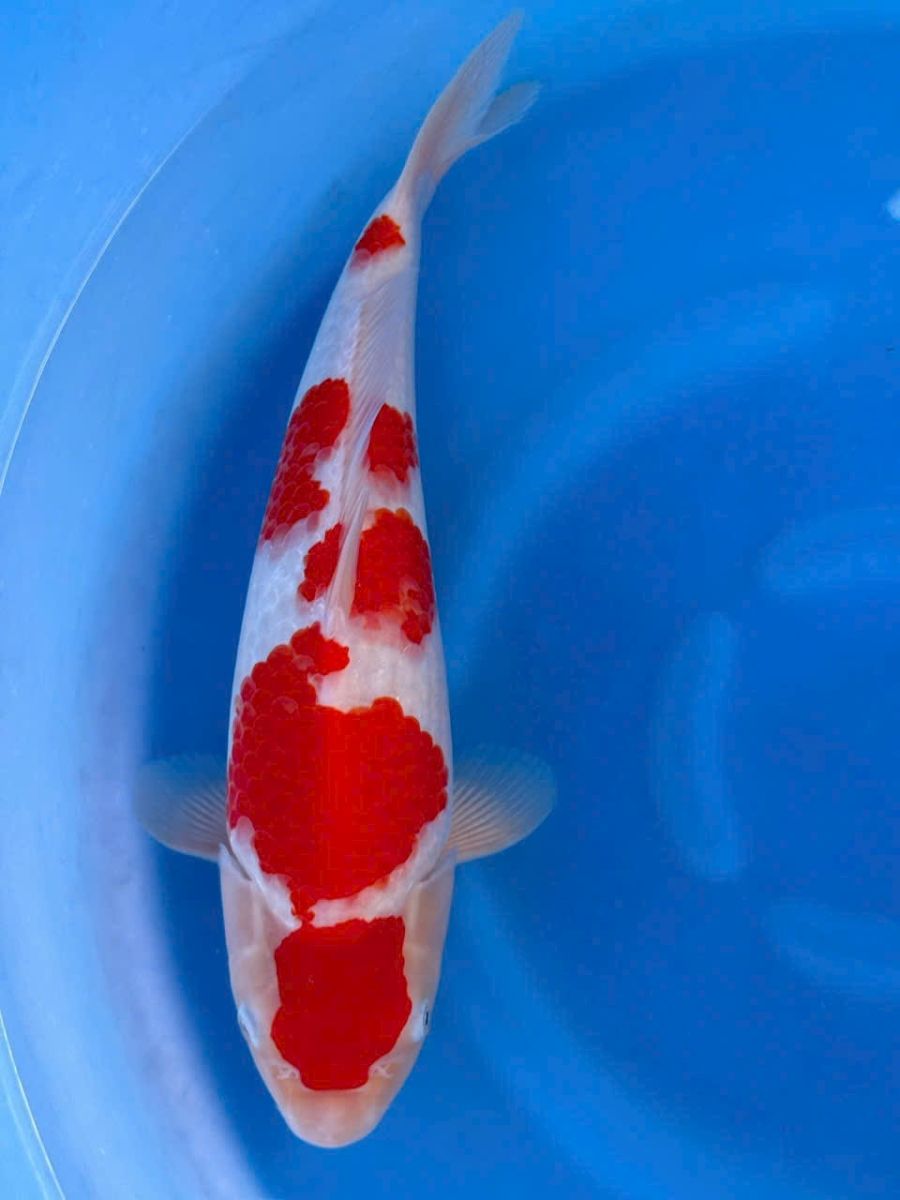 cá koi sài gòn
