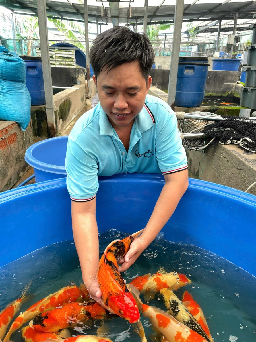 cá koi nhật