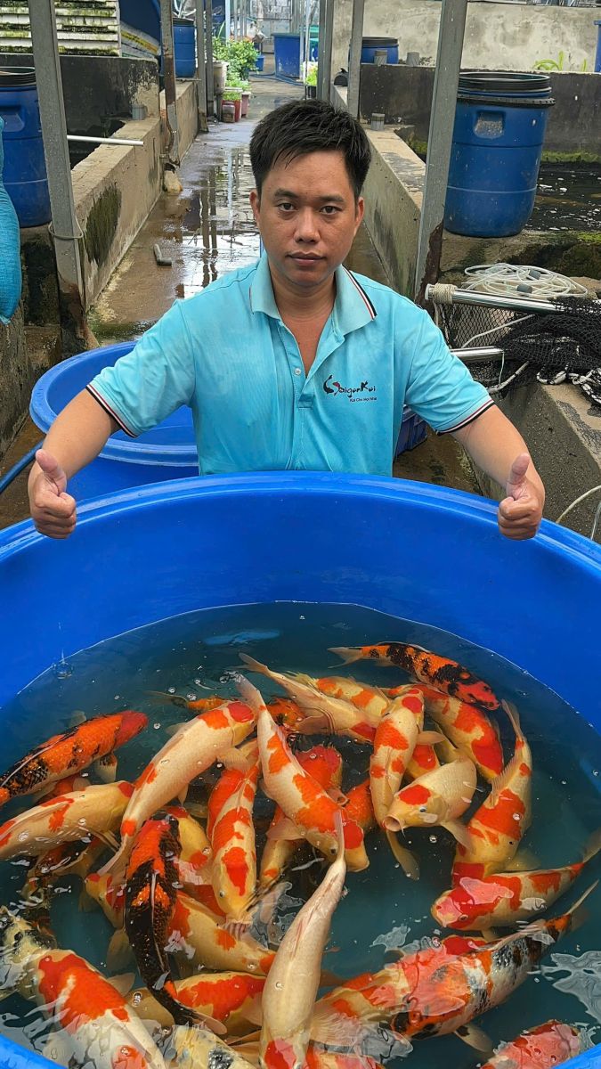 cá koi nhật