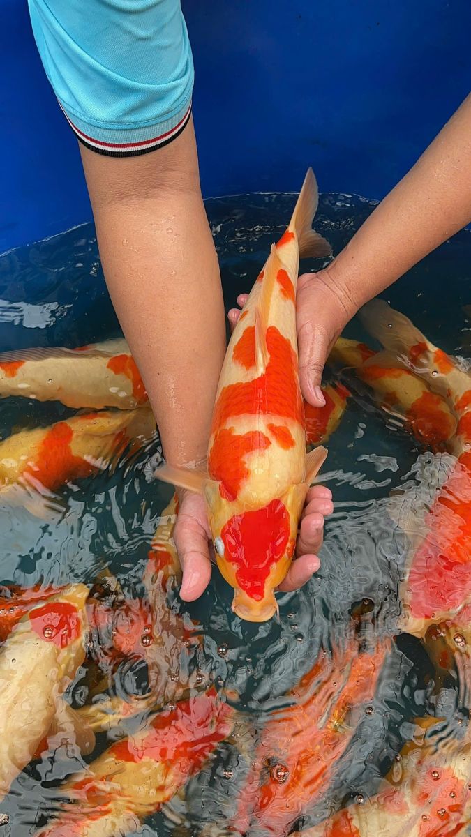 cá koi nhật