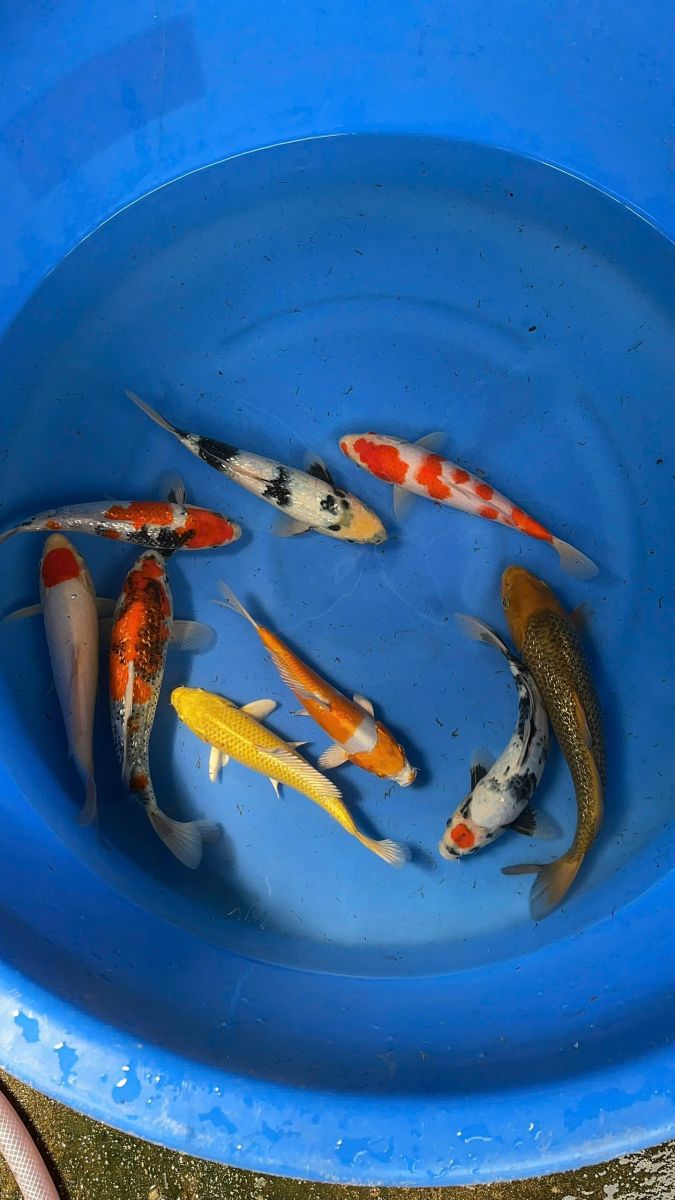 Cá Koi Miền Bắc