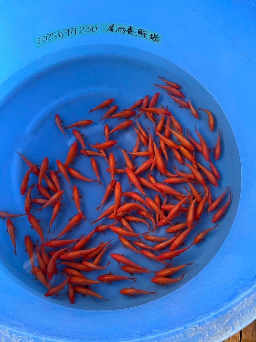 chợ cá koi miền nam