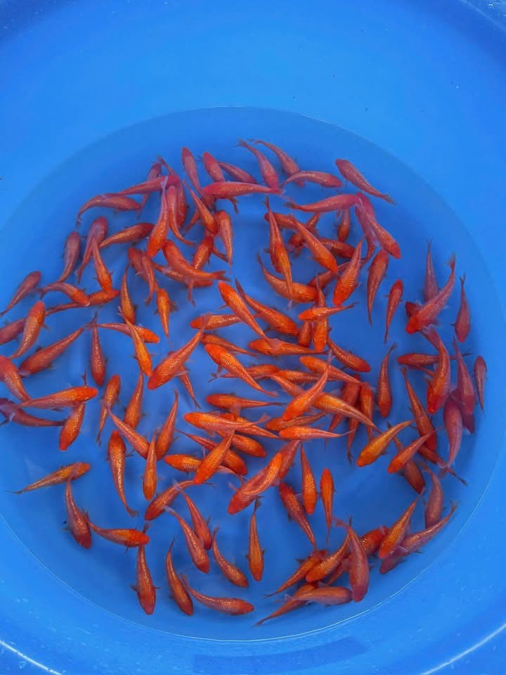 chợ cá koi miền nam