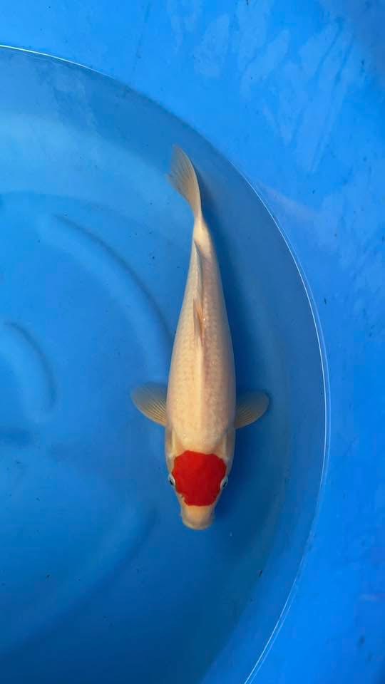 chợ cá koi miền nam