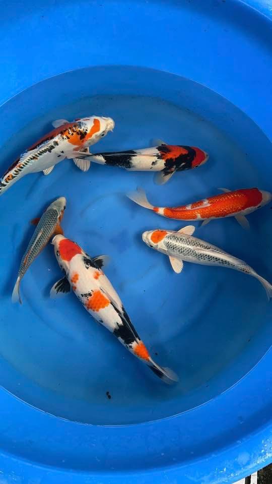chợ cá koi miền nam