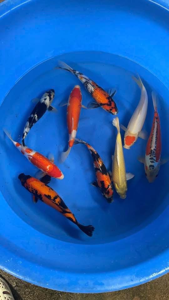 chợ cá koi miền nam